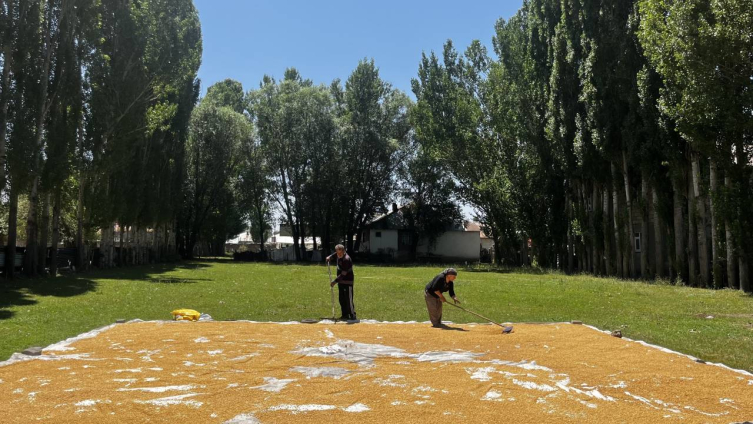 Ağrı’da dev kazanlarda kışlık bulgurlar kaynatıldı